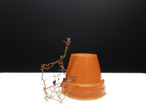 2020021817舞姫植え替え17