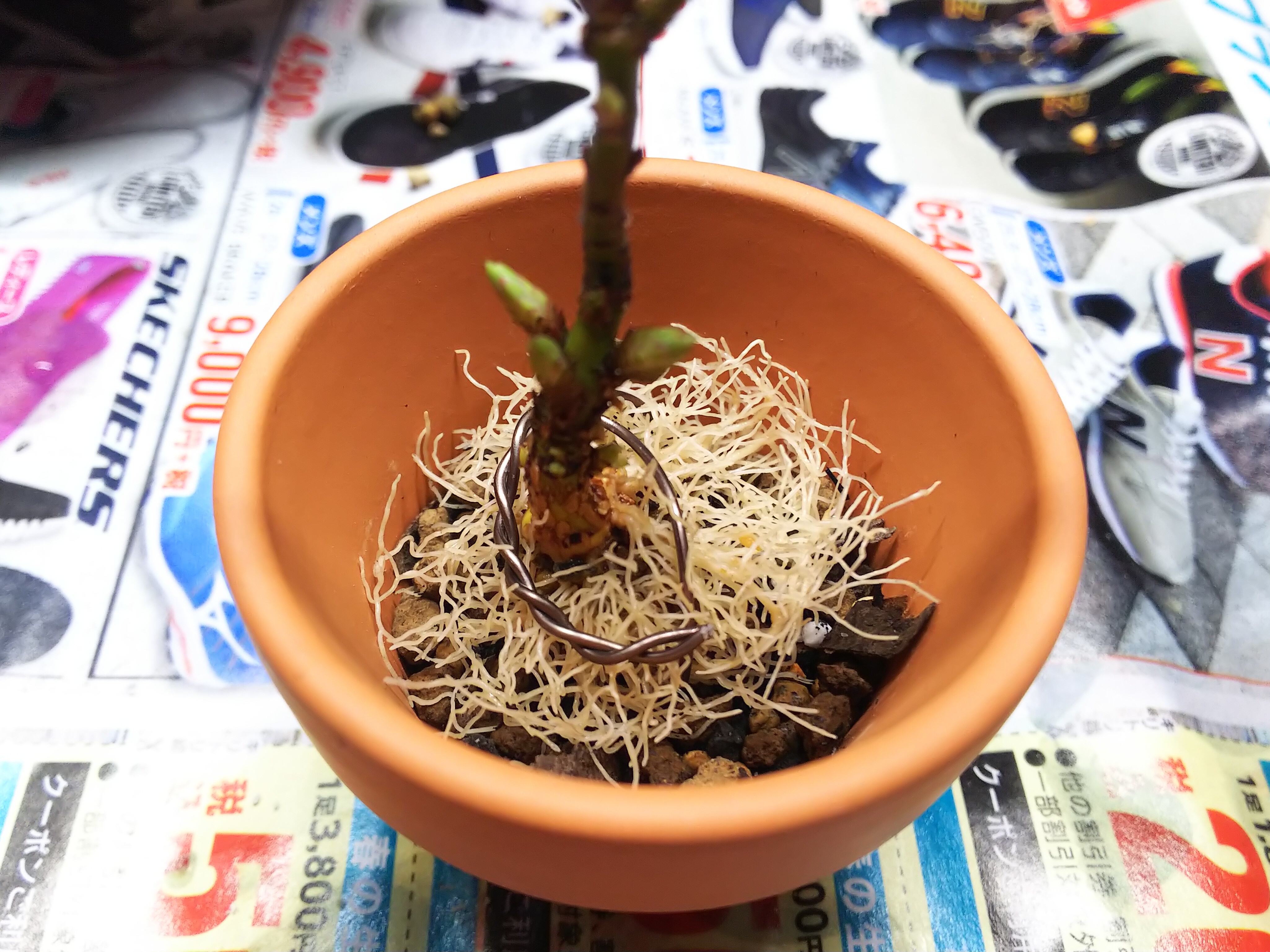 石化コマユミの豊満ボディと肥大した足元の作り方 : Bon Bonsai