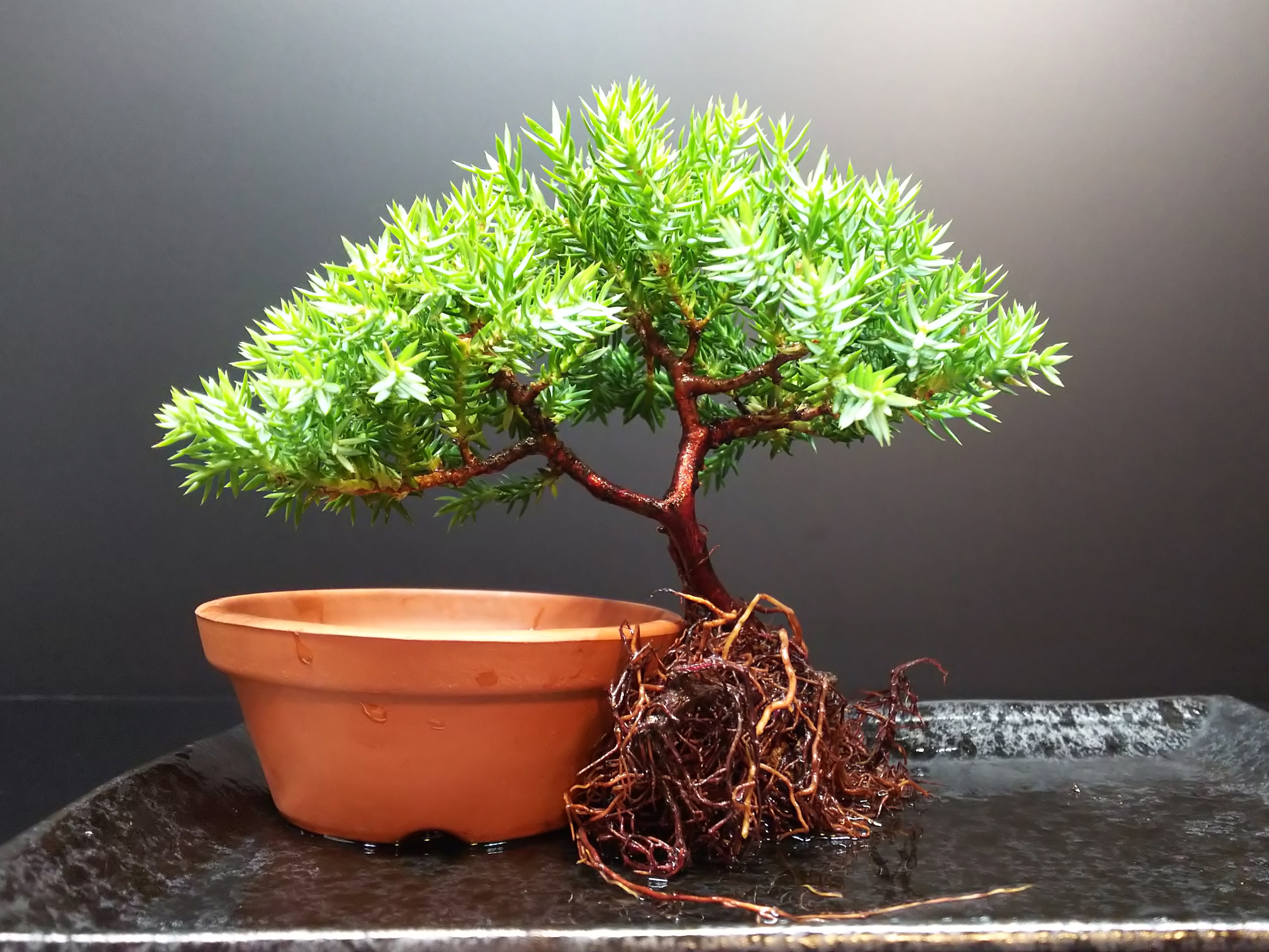 ソナレ(礎馴れ)[双幹木]大品盆栽