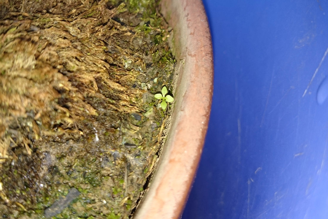 沈む荒木田土 Bon Bonsai