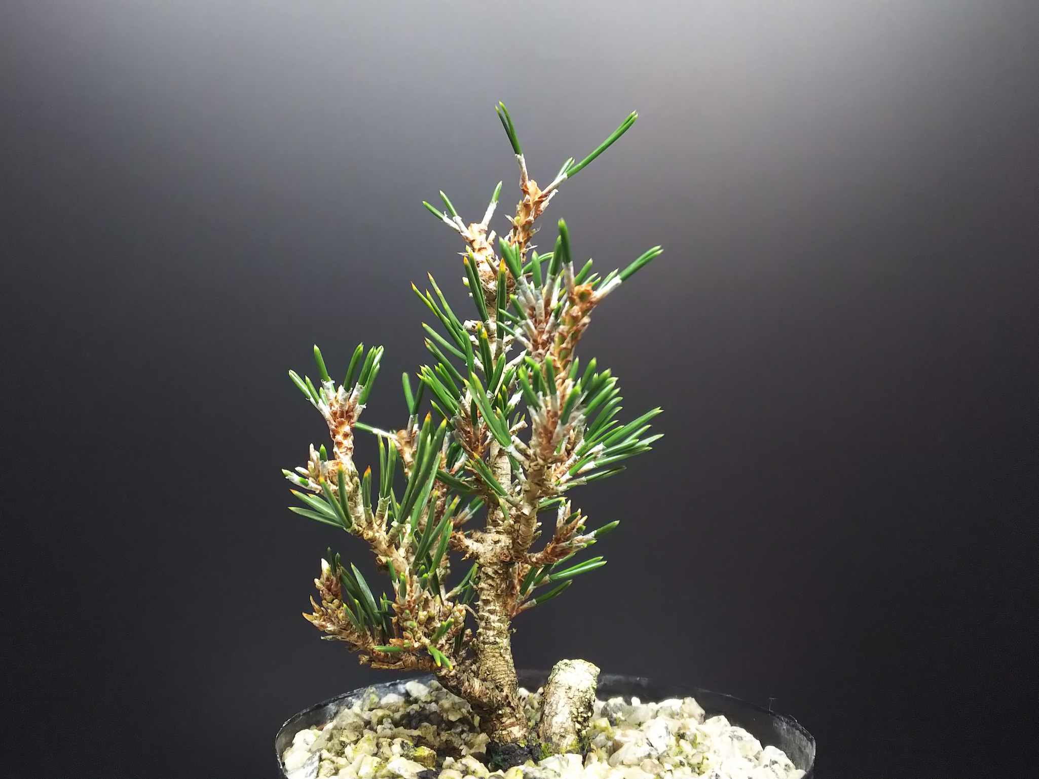 千寿姫の芽切り3週間後と挿し穂の様子 : Bon Bonsai