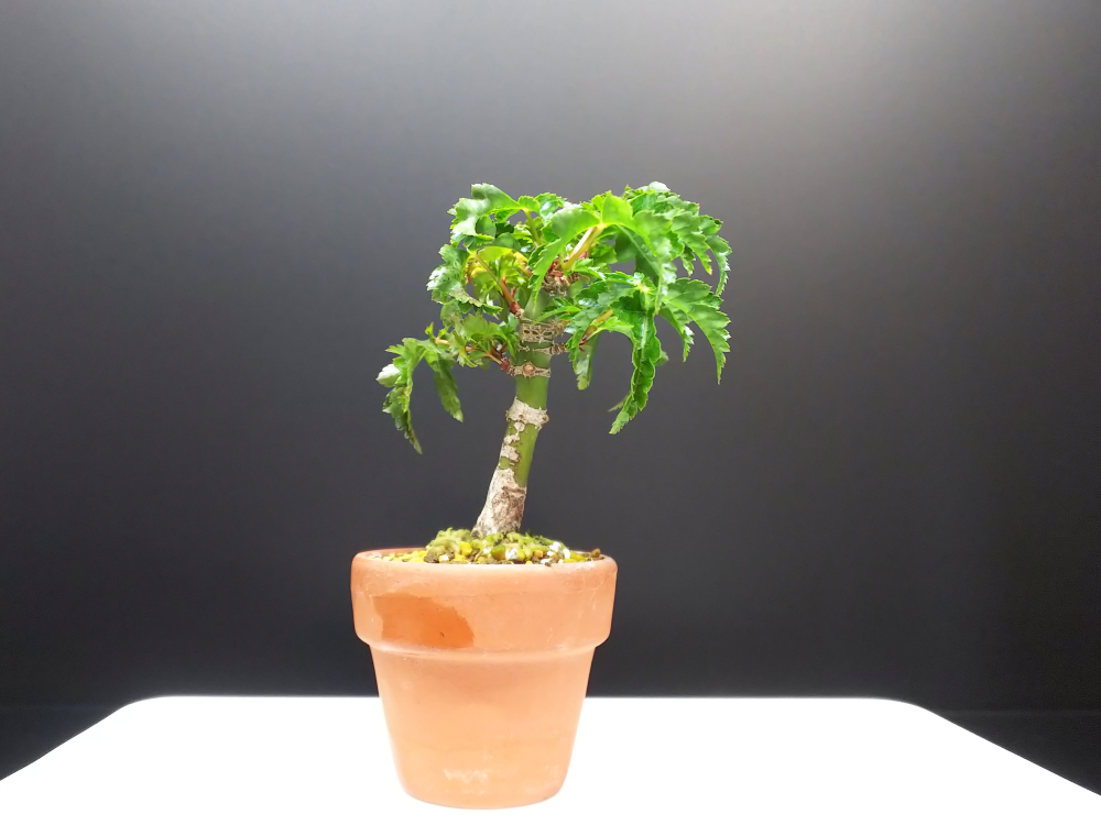 芽摘みと片葉刈りの効果大だった獅子頭 Bon Bonsai 芽摘みと片葉刈りの効果大だった獅子頭 Bon Bonsai
