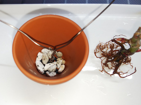 2020021808舞姫植え替え8