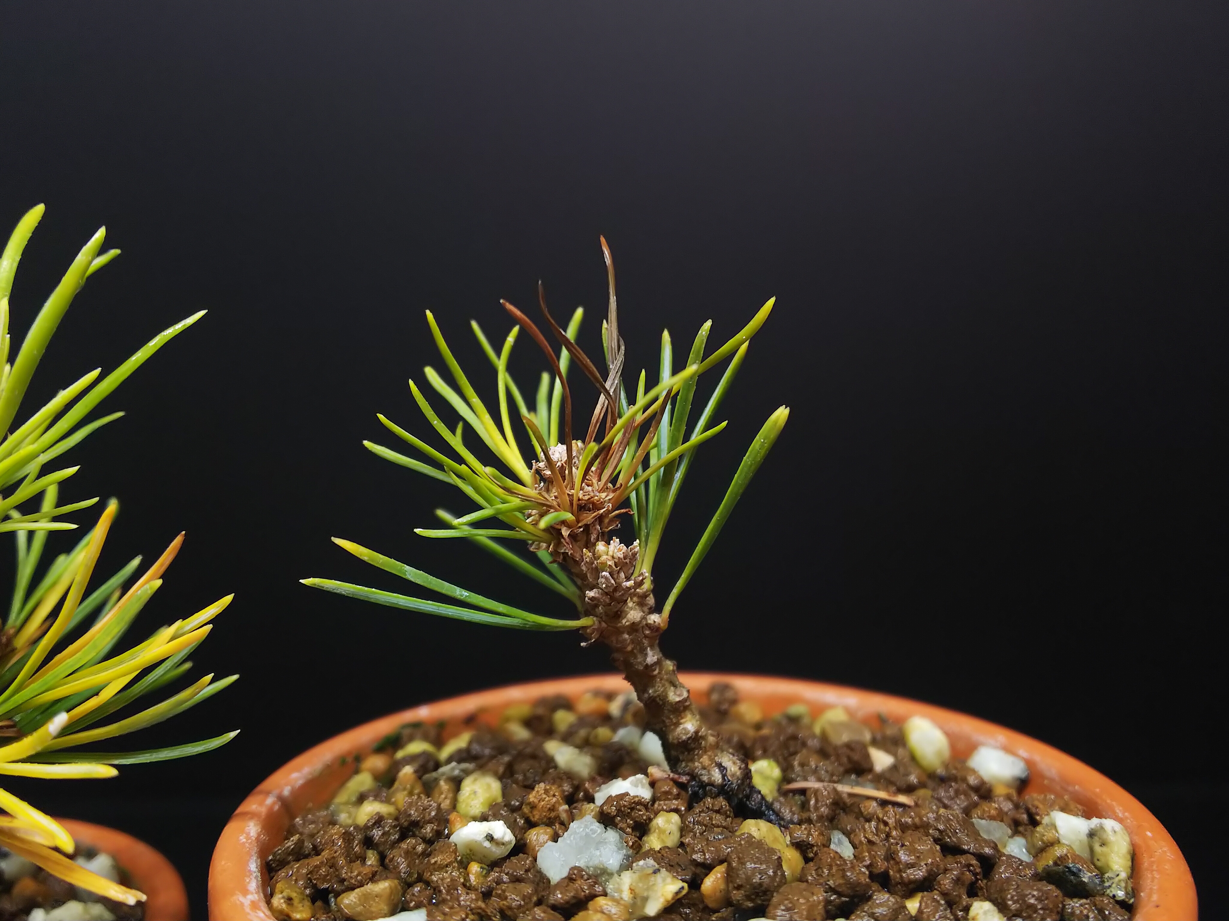 水切れ対策その③【五葉松瑞祥】 : Bon Bonsai