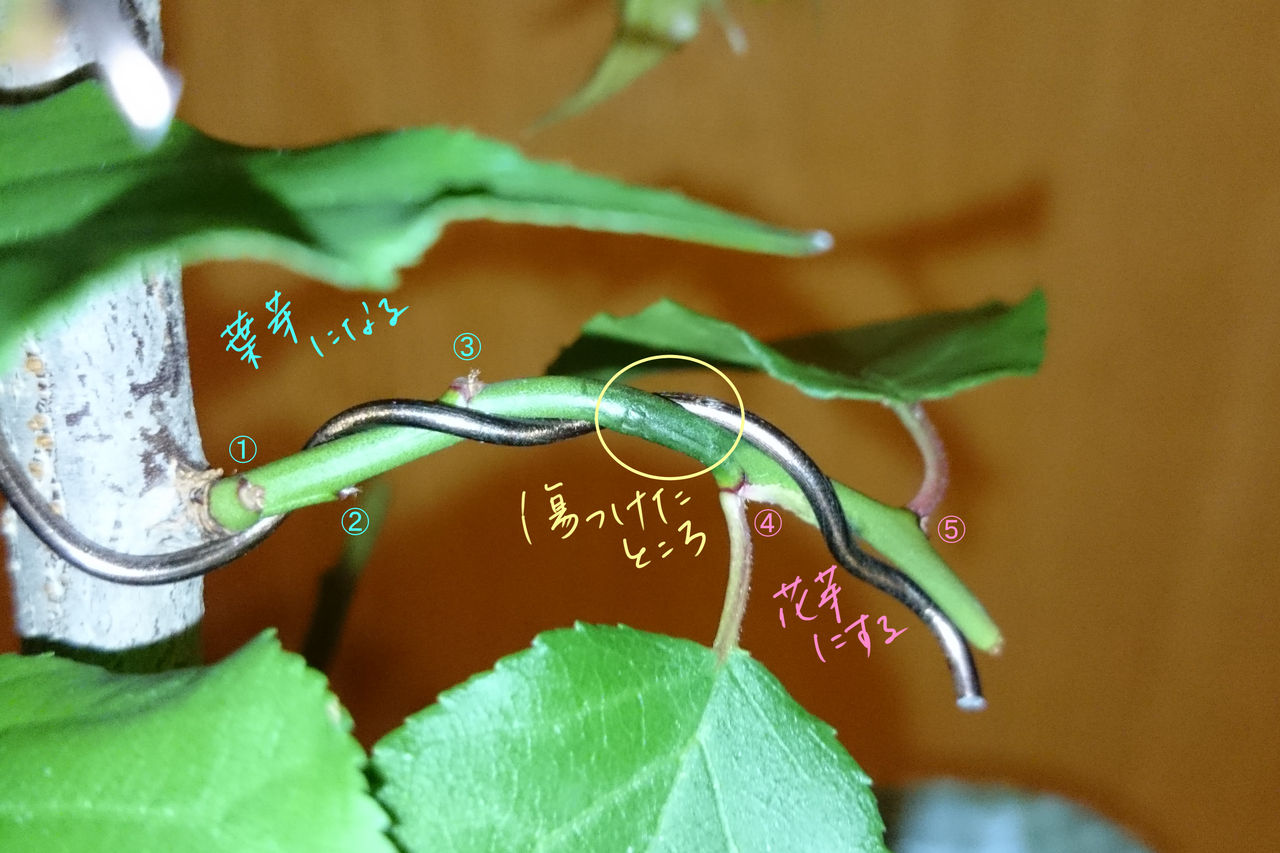 梅に花芽を付けさせる工夫 Bon Bonsai