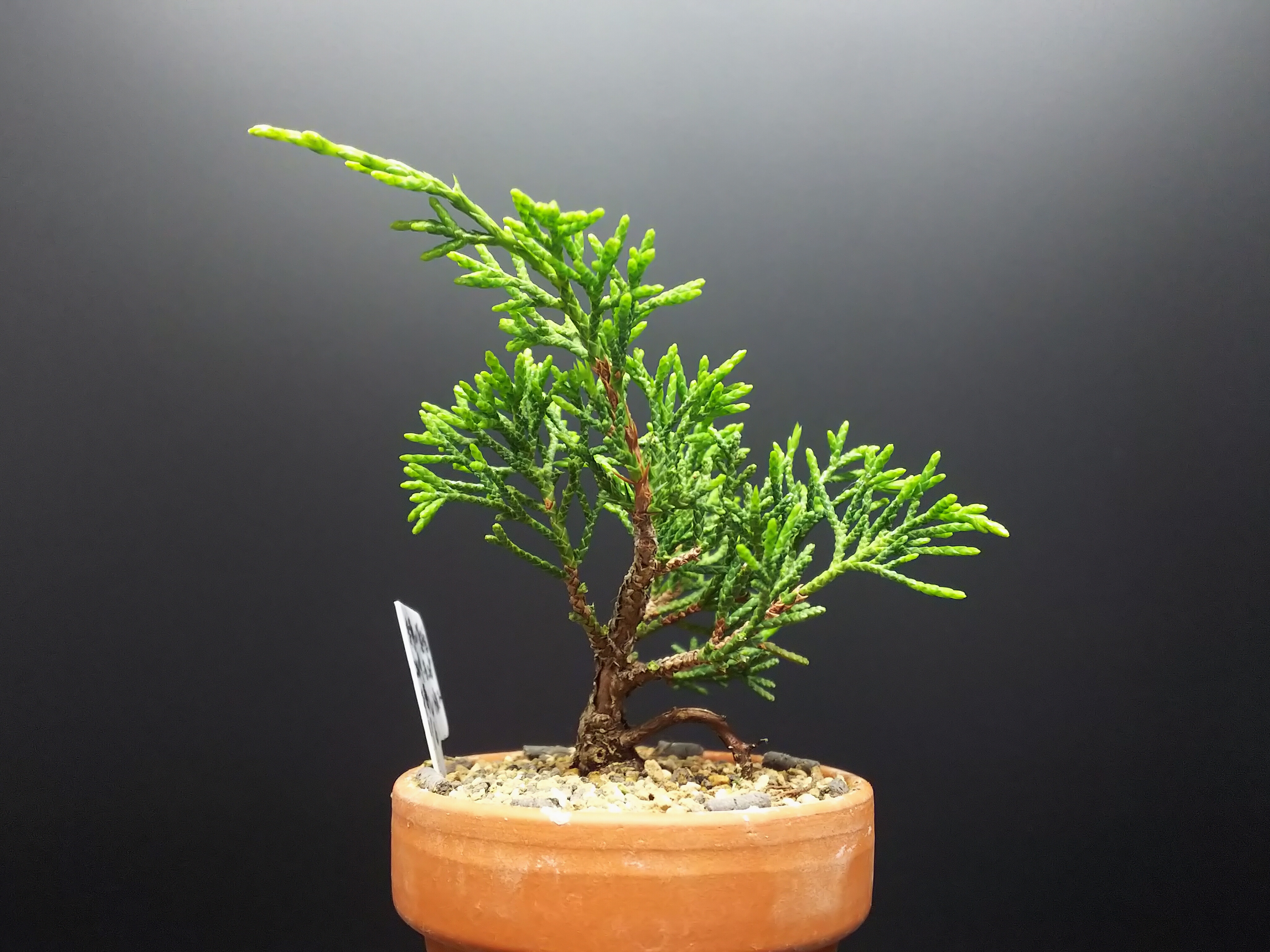 糸魚川真柏　葉性抜群 糸魚川真柏 [赤富士園]