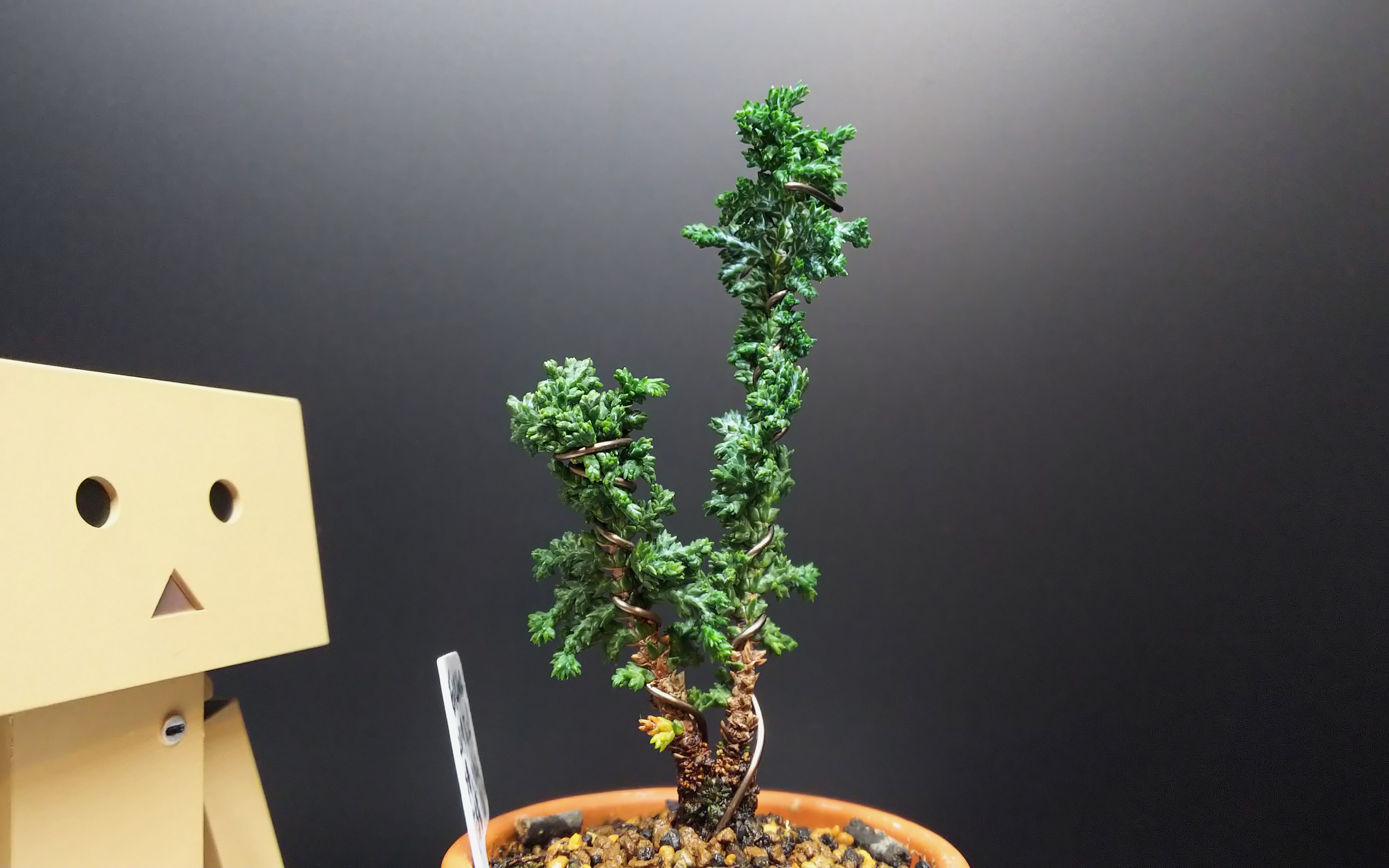 石化ひのきの挿し木苗を捻る : Bon Bonsai