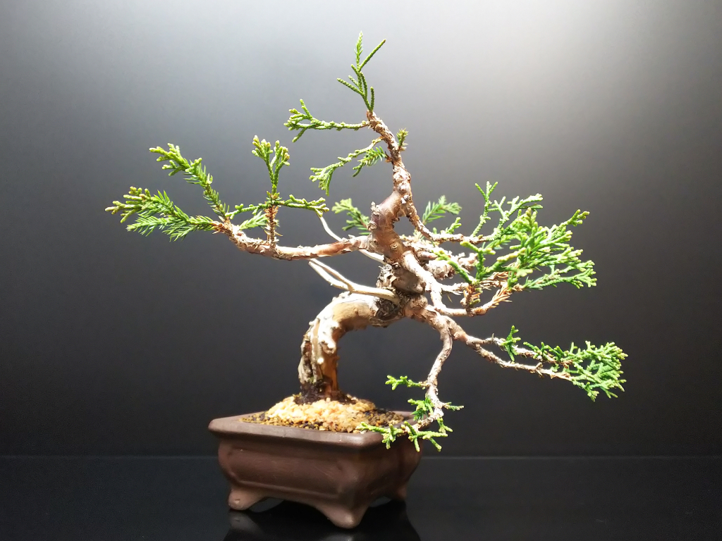 威風堂々！ 糸魚川真柏 今年春に植替えしたばかりです。いかがでしょ