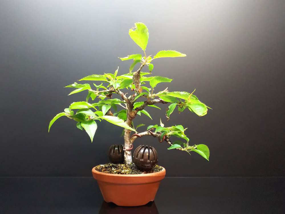 十月桜　[模様木]　中品盆栽 盆栽 十月桜 | もすりぃ 十月桜 [模様木] 中品盆栽