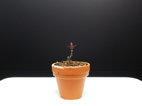 2020021816舞姫植え替え16