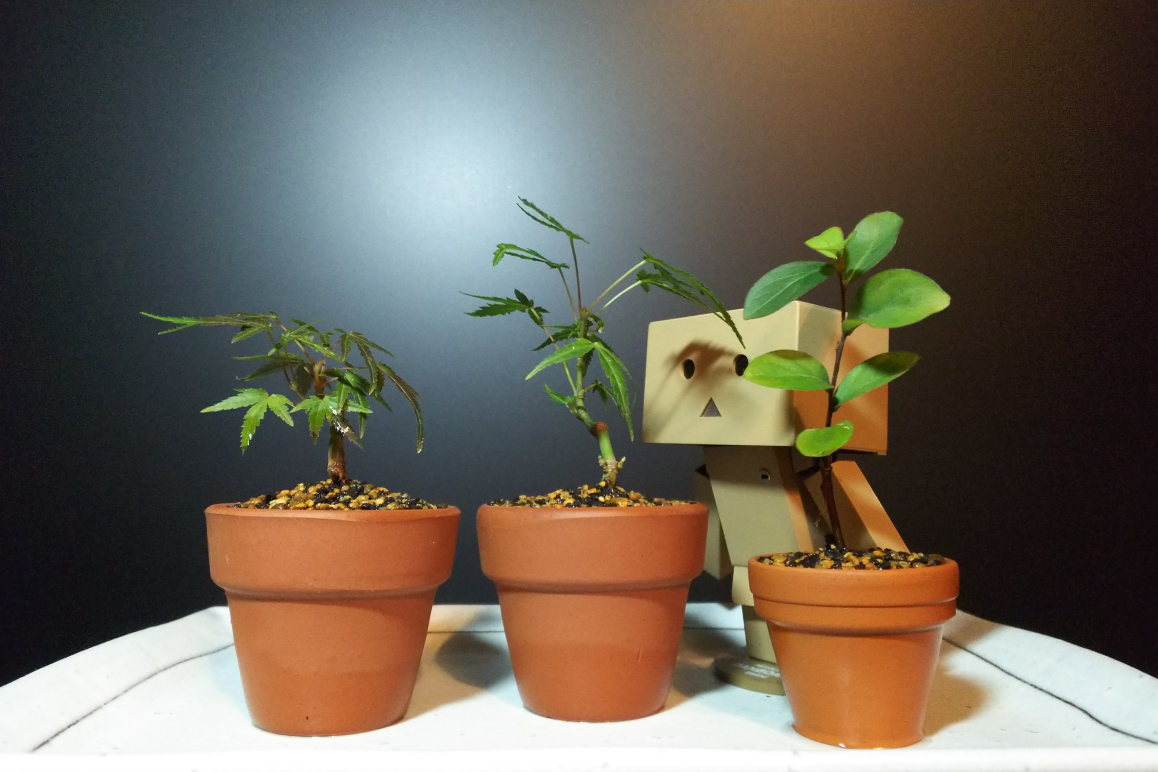 舞姫とサルスベリ夏祭りの挿し木の鉢上げ Bon Bonsai