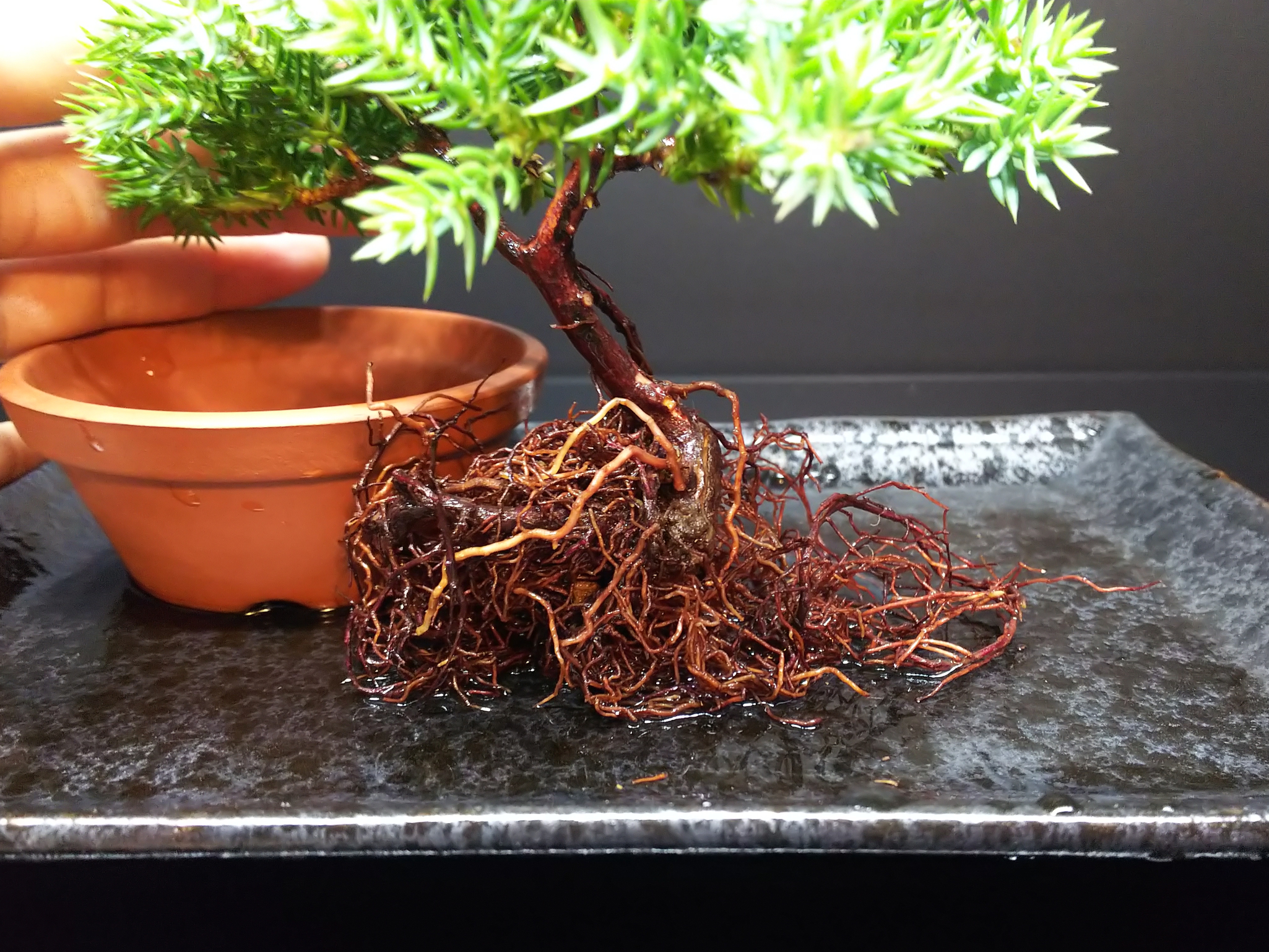 あの姫ソナレを植え替えてブロック分けに挑む : Bon Bonsai