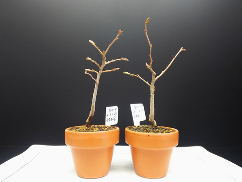 2020022803一才カナシデ3