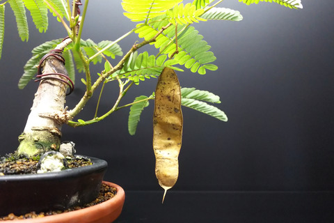 2019091003一才ネムの木3