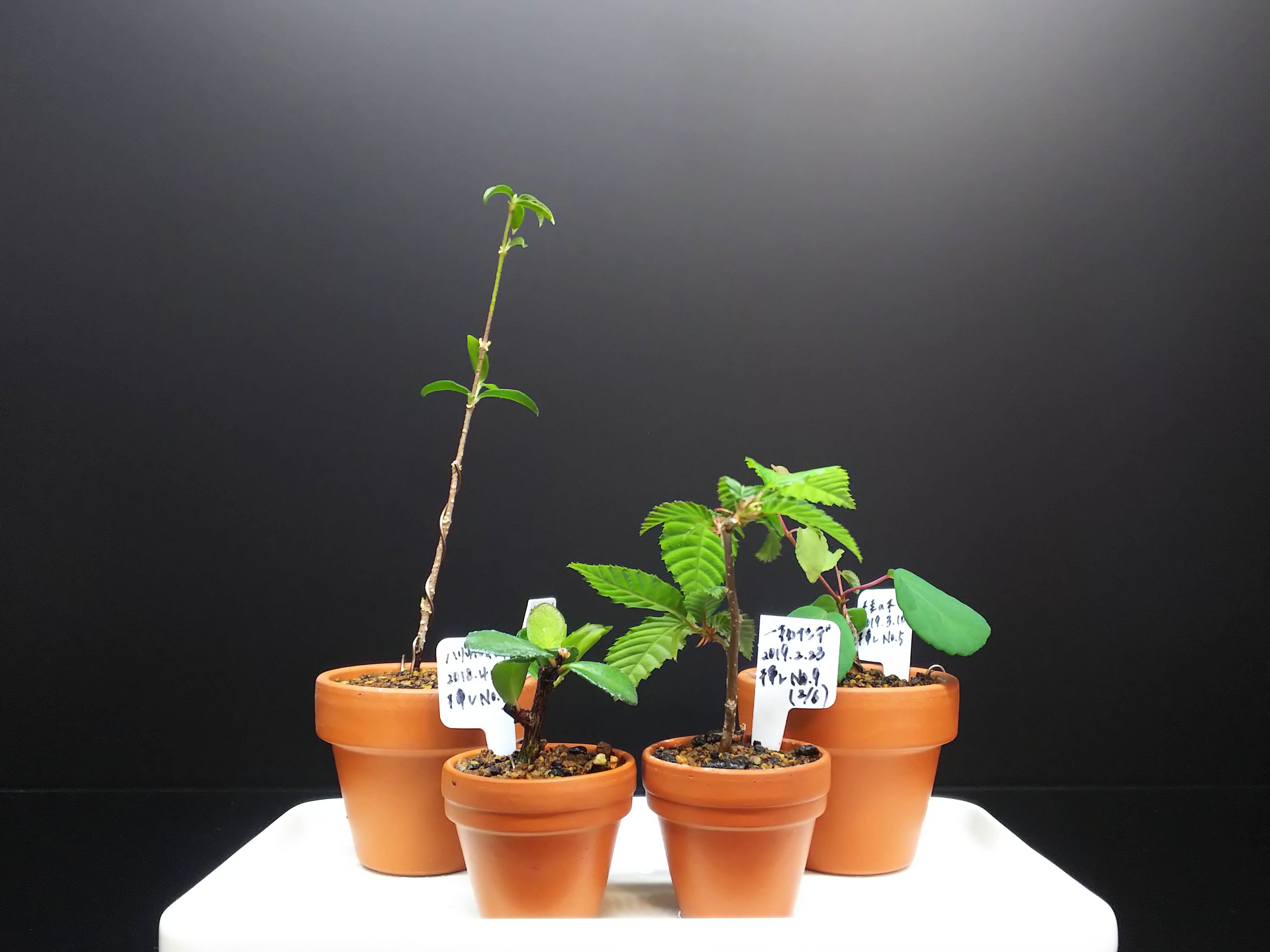 ✿landerblue様♡専用✿苗ネコポス発送☆挿し木 ④フィカス ウンベラータの挿し木苗 - メルカリ