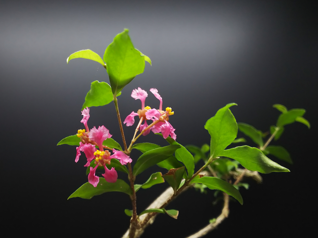 姫アセロラ盆栽　台湾姫桜桃 姫アセロラ盆栽 台湾姫桜桃