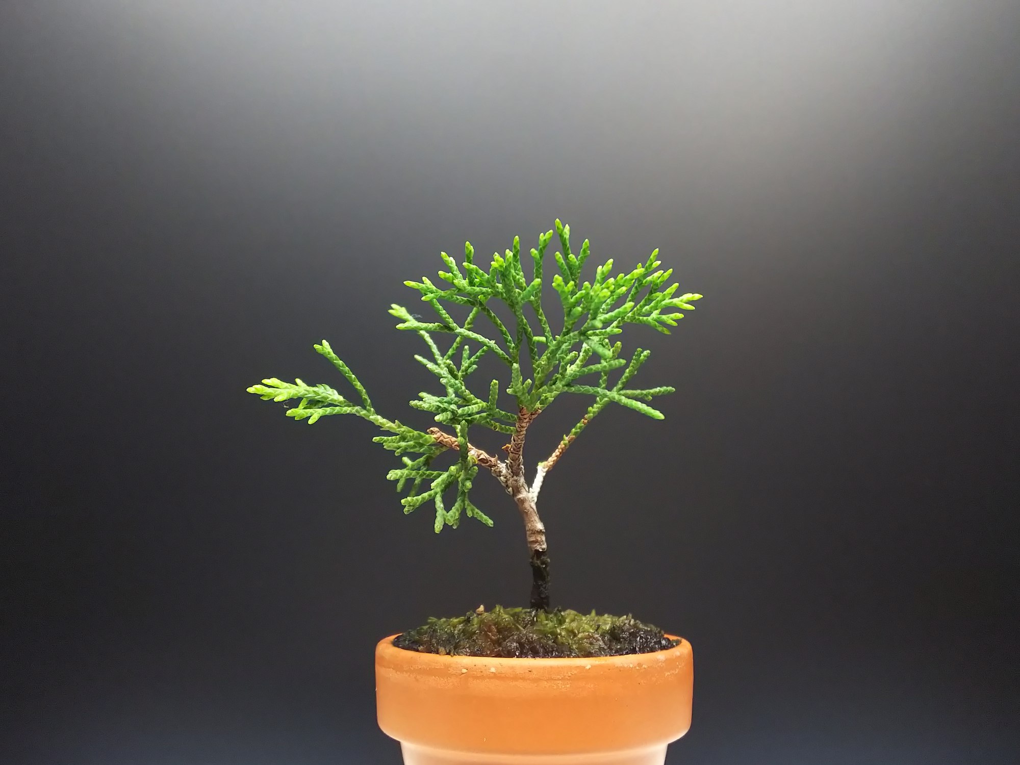 糸魚川真柏小品盆栽　ケンガイ 糸魚川真柏小品盆栽 ケンガイ 糸魚川真柏 ケンガイ 盆栽