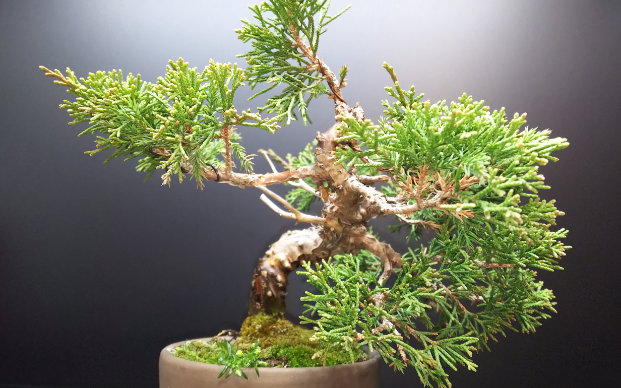 ぼーぼーの糸魚川真柏を追い込んで挿し木する : Bon Bonsai