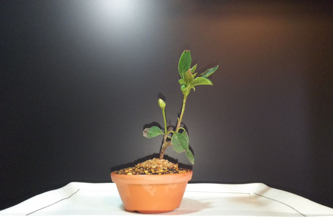 結局全てが植え替え及び鉢替えとなりました Bon Bonsai