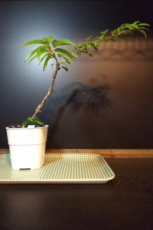 十月桜も取り木切り離し : Bon Bonsai