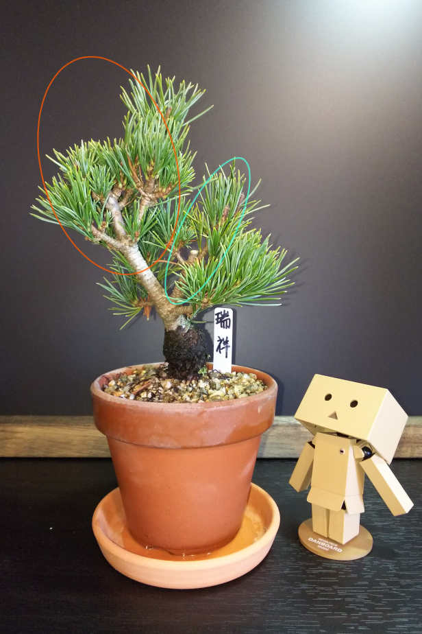 我が家に瑞祥がやってｷﾀ━━━(゜∀゜)━━━ !!!!! : Bon Bonsai