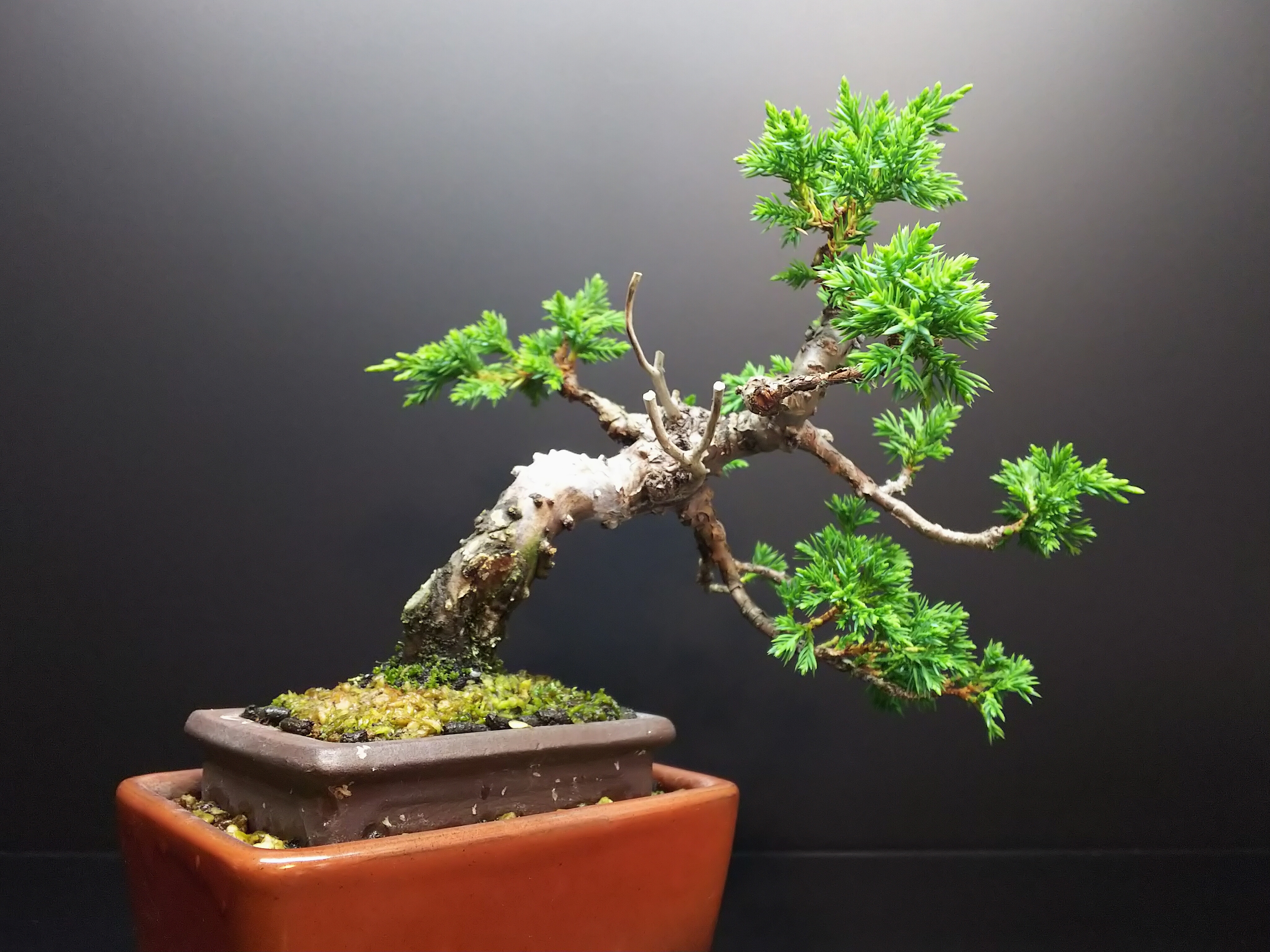 ⭕️真柏　屈曲・シャリ・ジン・太幹・素晴らしい晩品！シンパク ⭕️真柏 屈曲・シャリ・ジン・太幹・素晴らしい晩品！シンパク ☘️真