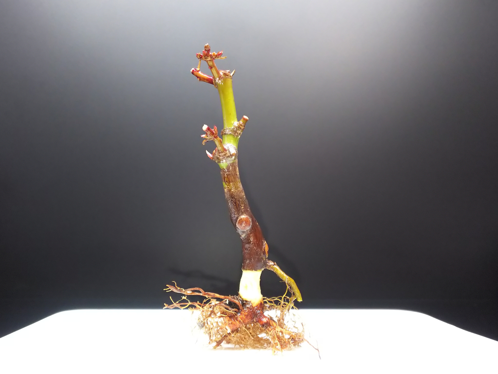 山もみじの作業とちびでぶ作りによさげな挿し穂作りのお話 Bon Bonsai 山もみじの作業とちびでぶ作りによさげな挿し穂作りのお話 Bon Bonsai