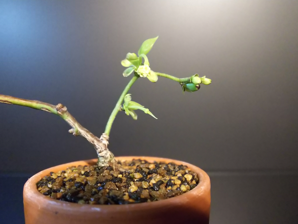 ルリビョウタンの育て方 : Bon Bonsai ルリビョウタンの育て方 : Bon Bonsai