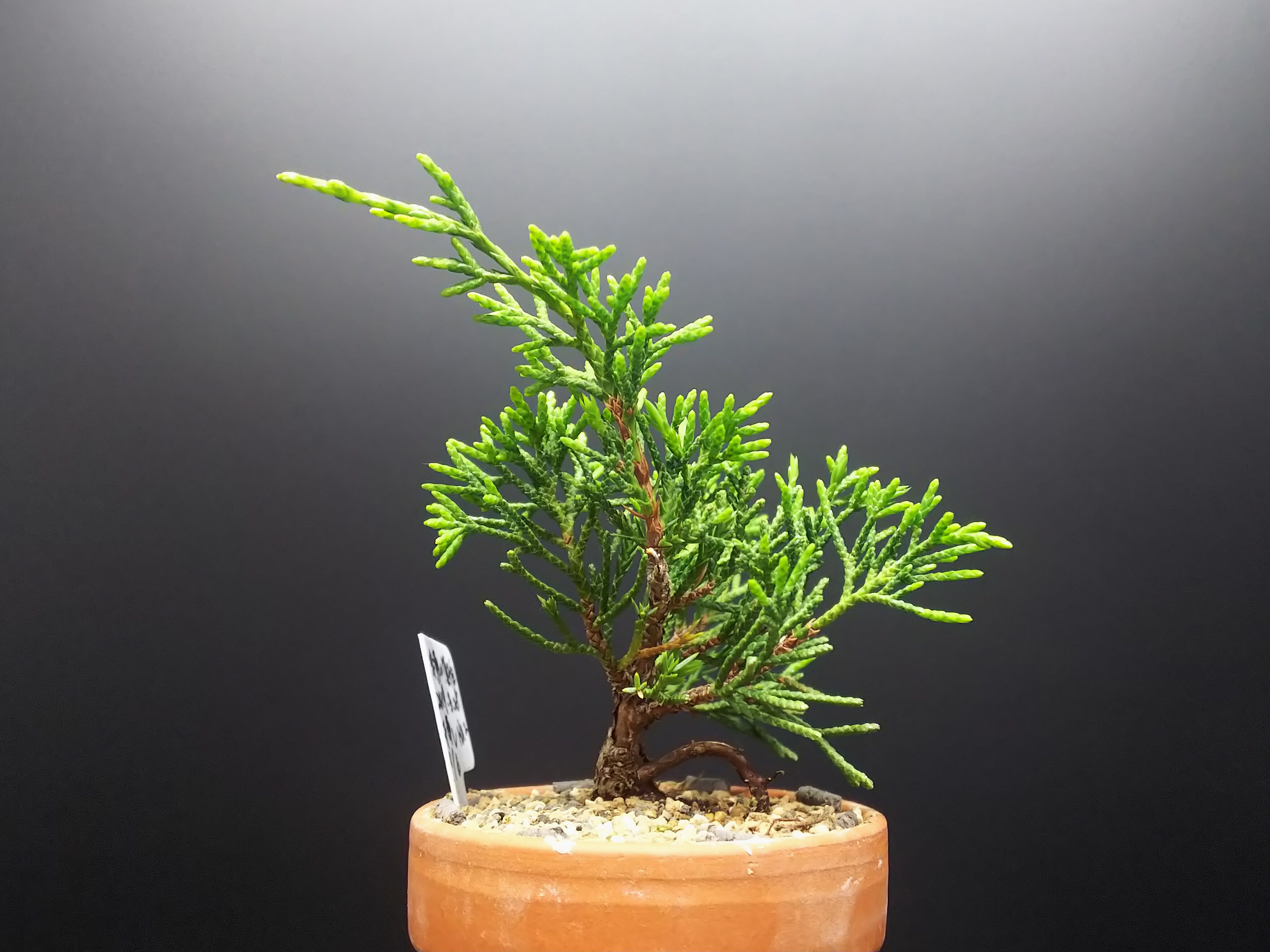 糸魚川真柏の葉透かし : Bon Bonsai