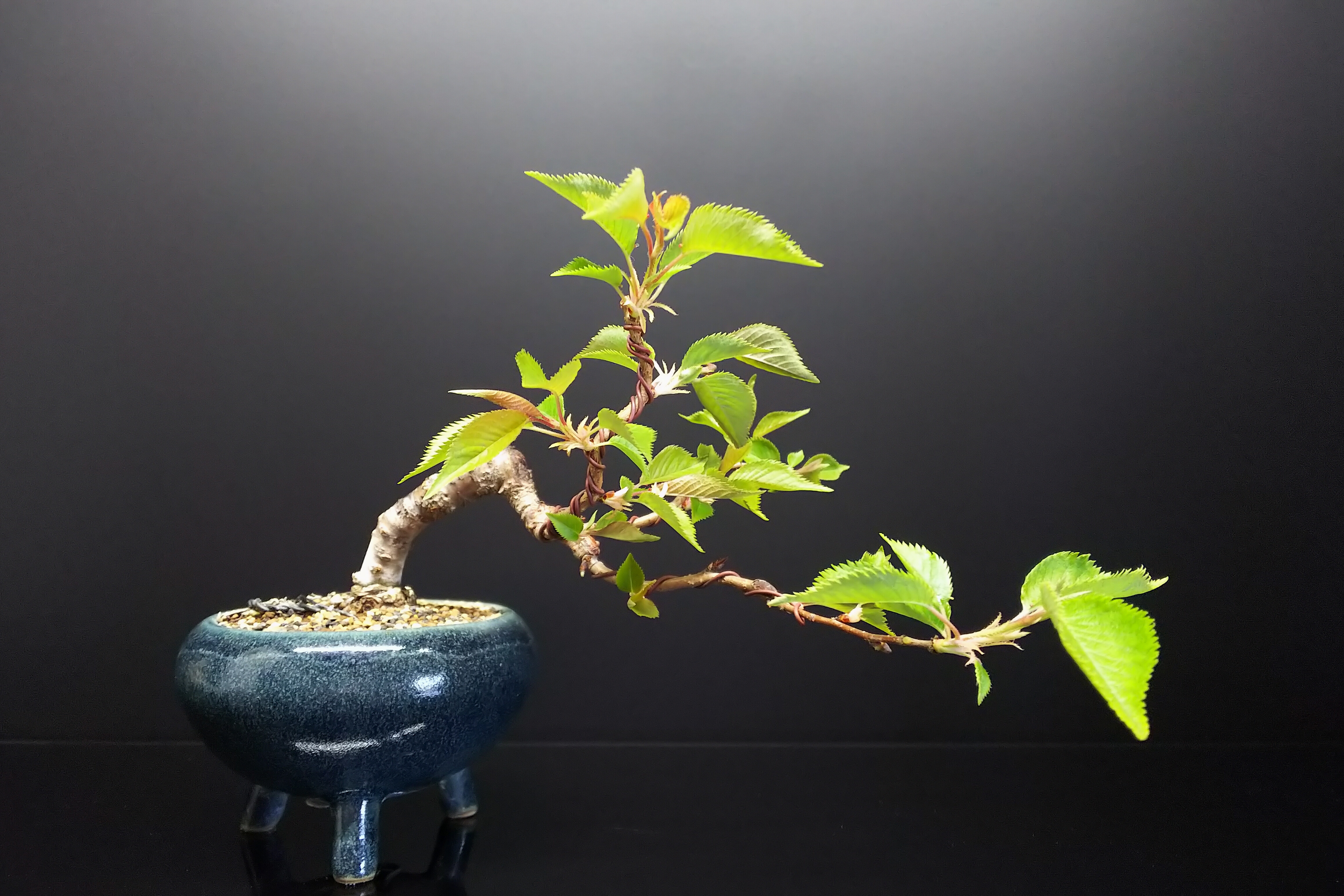 十月桜 花後の剪定と芽摘み Bon Bonsai 十月桜 花後の剪定と芽摘み Bon Bonsai