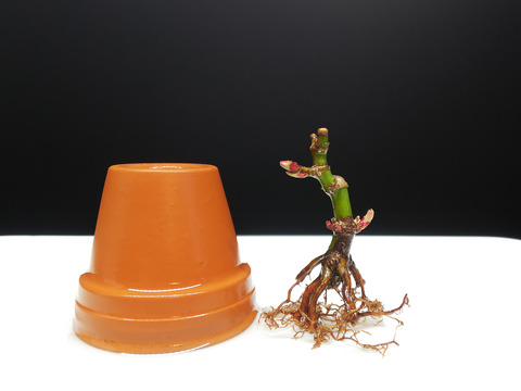 2020021805舞姫植え替え5