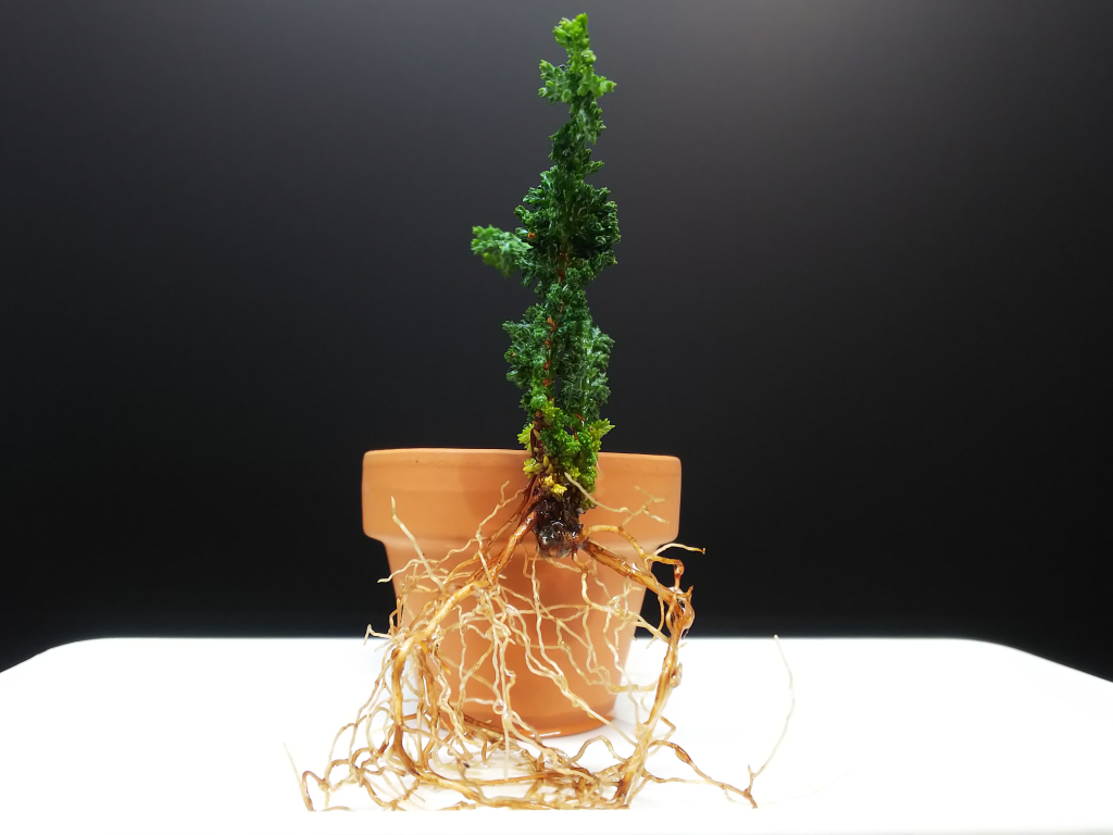 石化檜挿木苗(15本) 初雪石化檜】 挿し木用の親でしたが太ってきたので植え替えて第