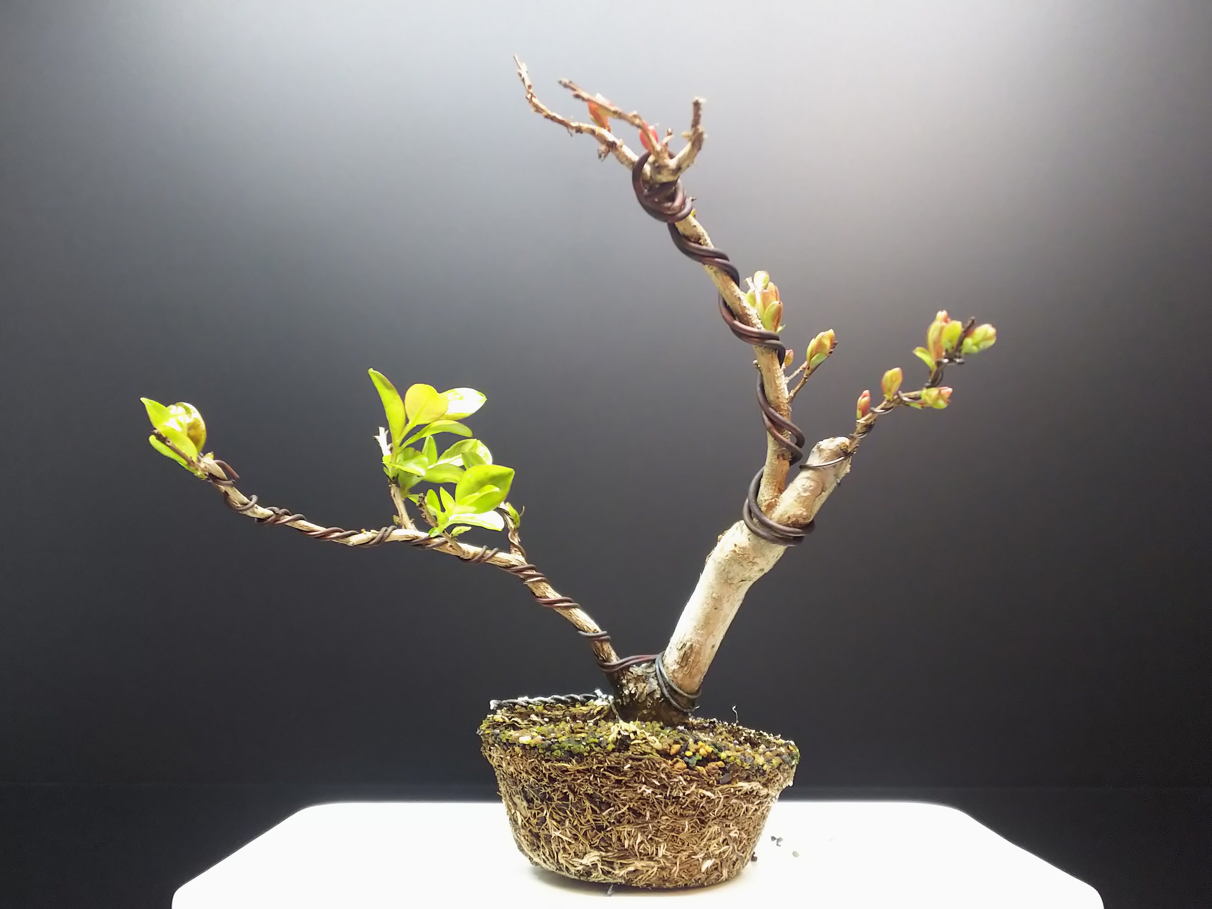 サルスベリ 植え替えと剪定 Bon Bonsai