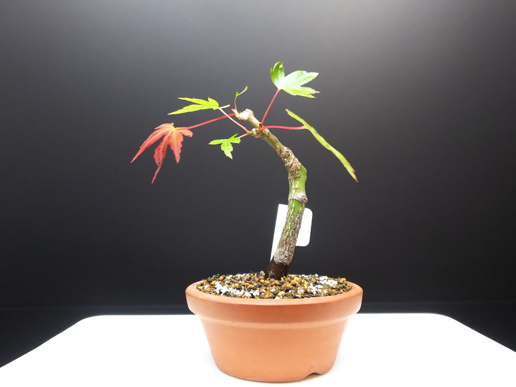 山もみじの全葉刈りと剪定 Bon Bonsai 山もみじの全葉刈りと剪定 Bon Bonsai