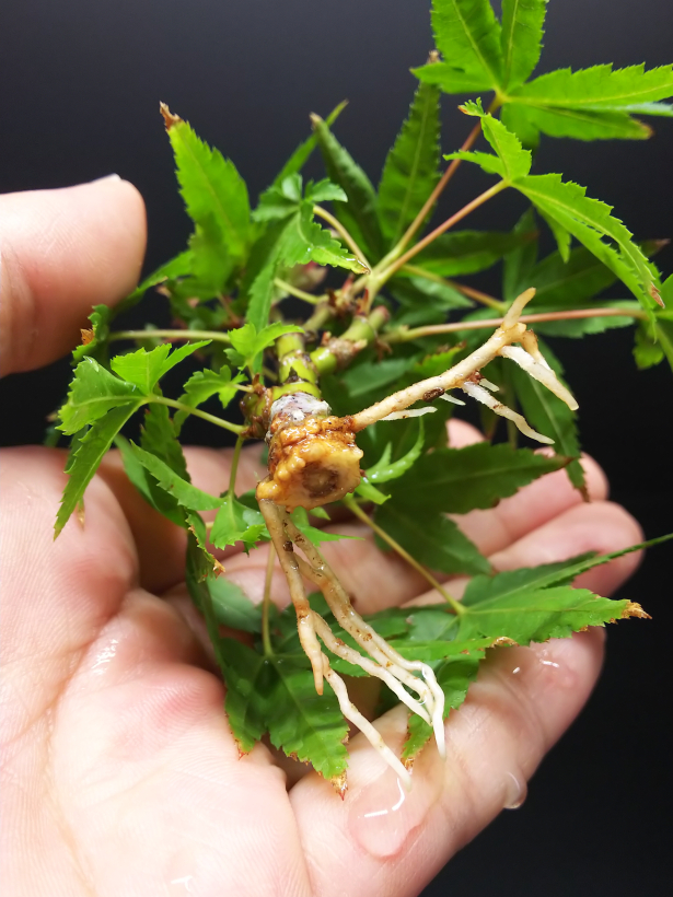 もいっちょ取り木切り離し Bon Bonsai