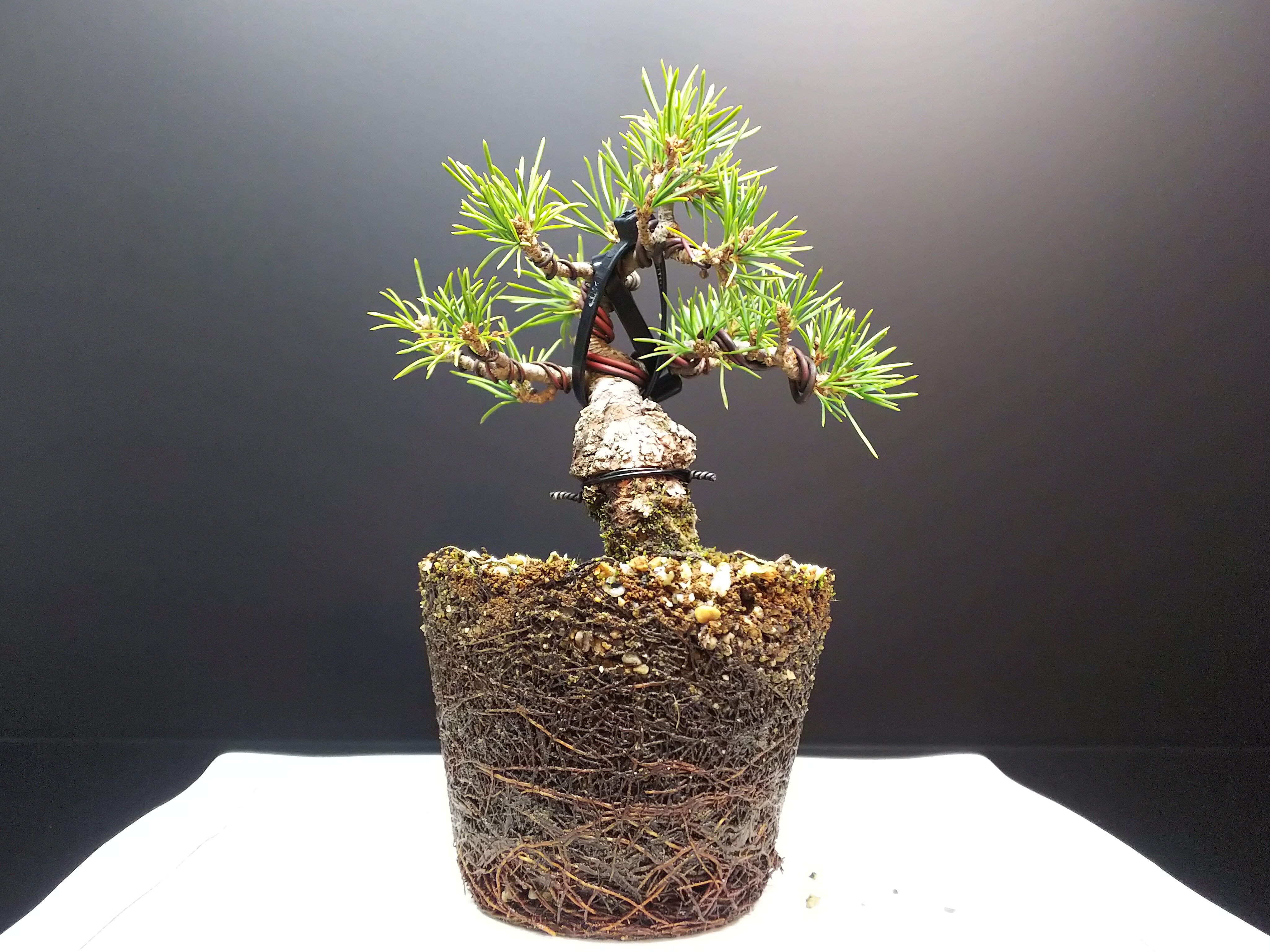 五葉松瑞祥の取り木と植え替え【後編】 : Bon Bonsai