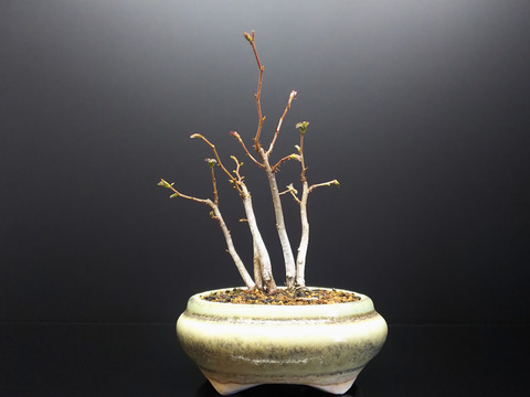 2020022805一才カナシデ5