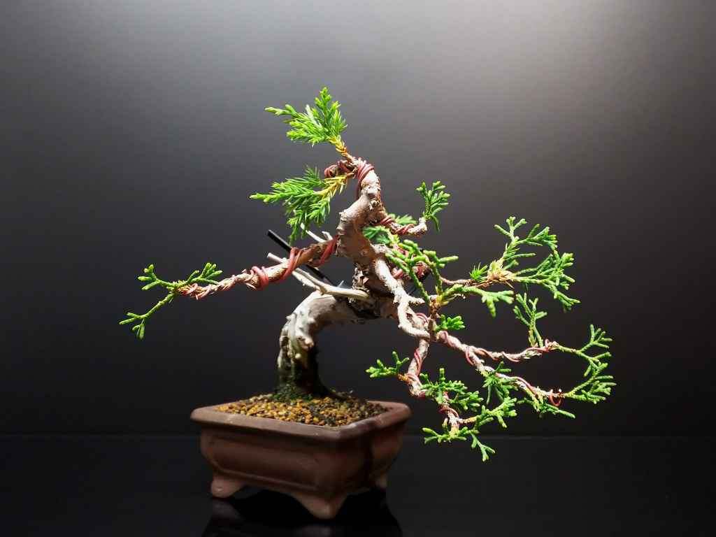 【糸魚川真柏】 値下げ交渉⭕️ 糸魚川真柏】 値下げ交渉⭕️