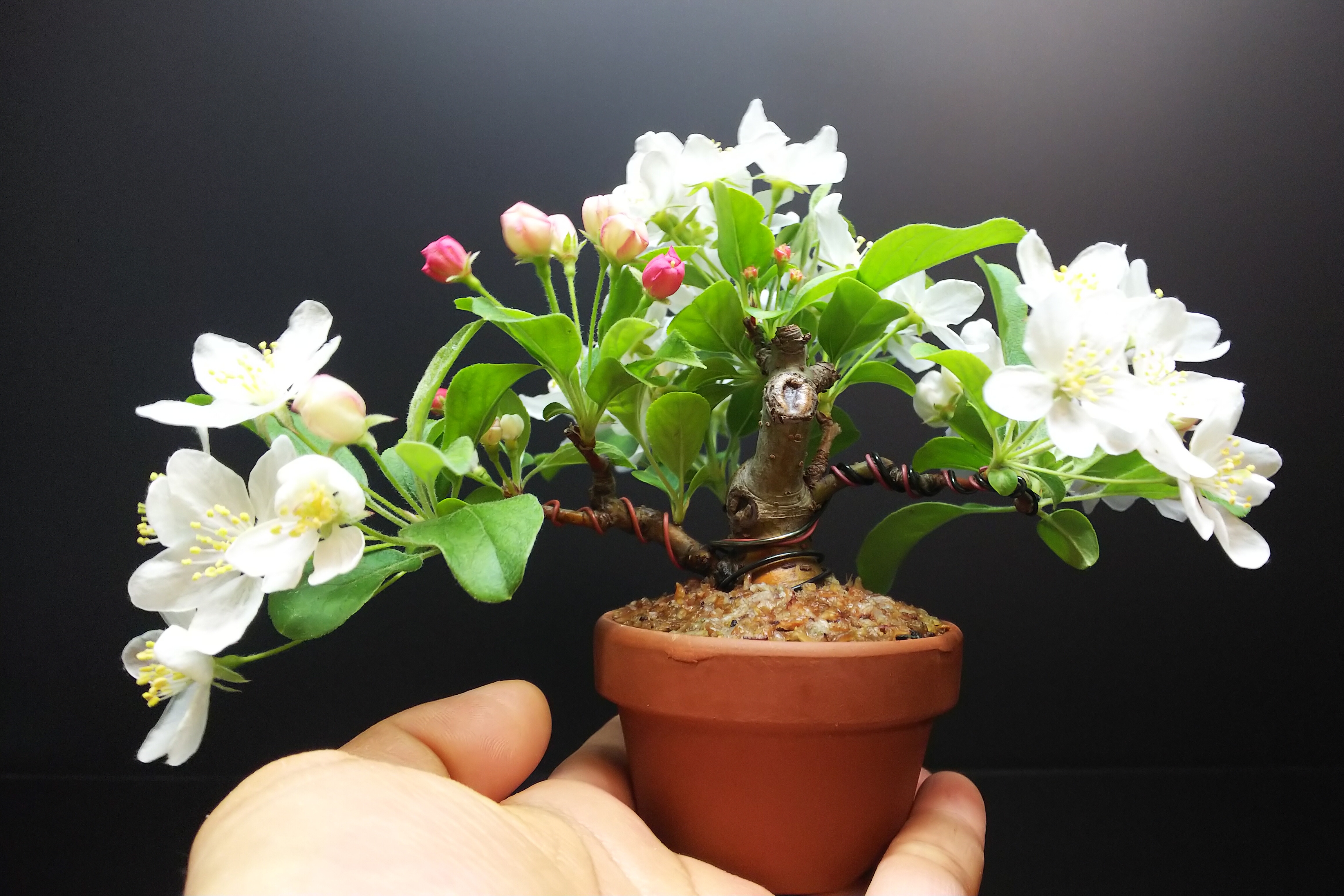 姫りんごの開花と深山カイドウの自家受粉の様子? : Bon Bonsai 姫りんごの開花と深山カイドウの自家受粉の様子? : Bon Bonsai