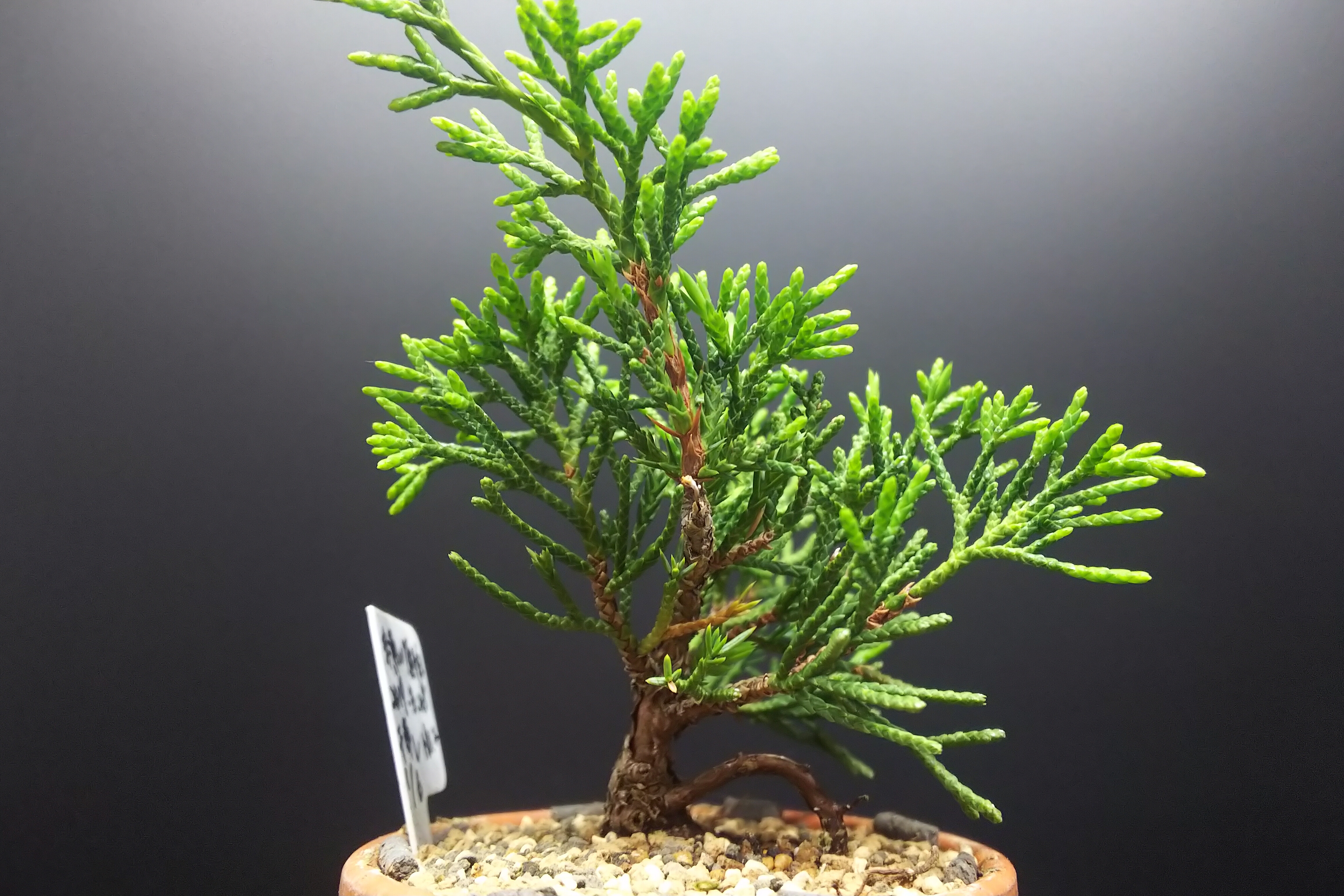 糸魚川真柏の葉透かし : Bon Bonsai