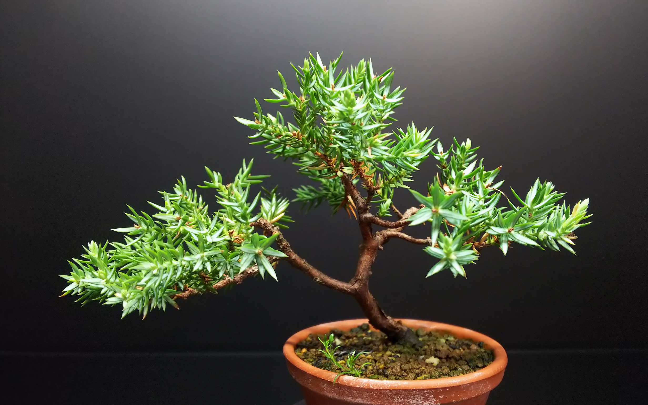 姫ソナレ、芽摘み後の茶けた部分のお掃除とか : Bon Bonsai