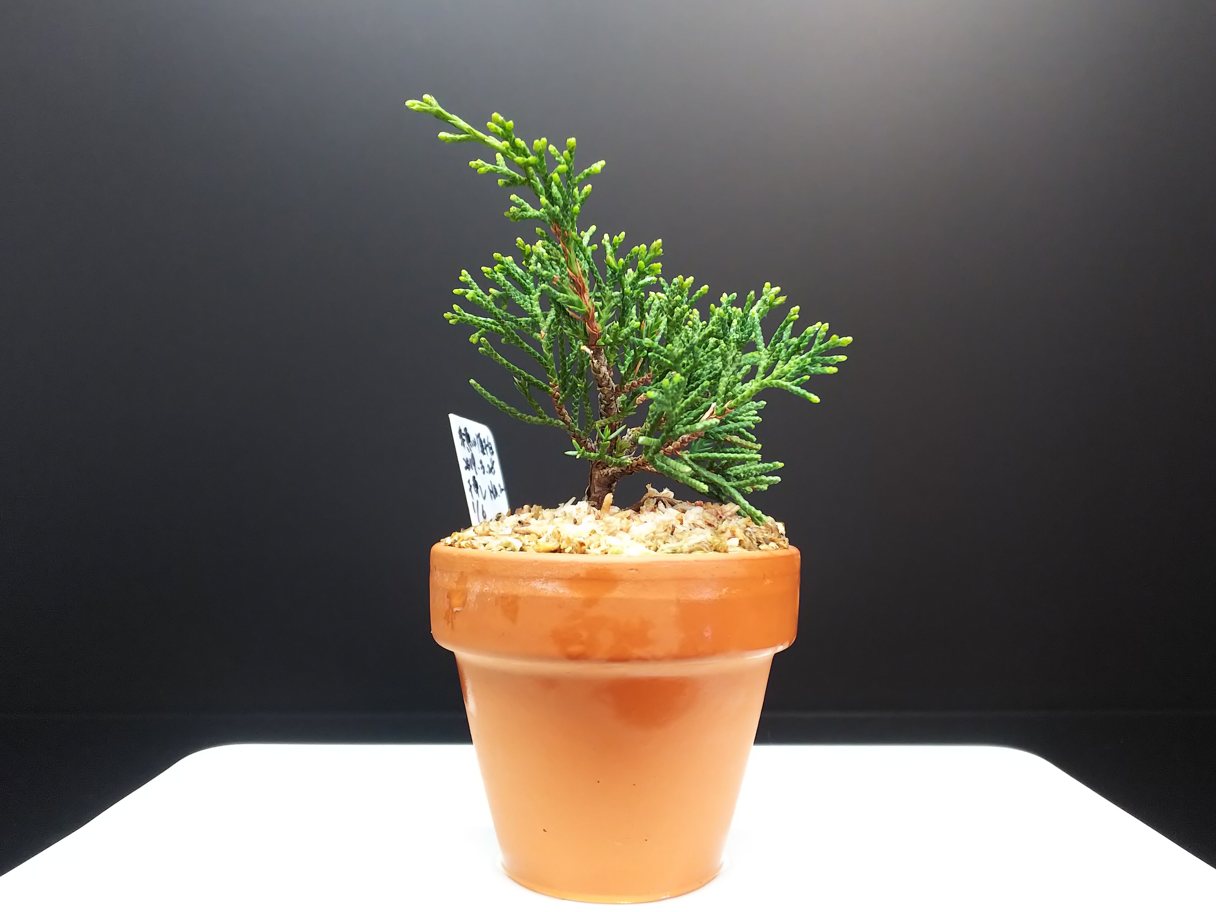 糸魚川真柏の葉透かし : Bon Bonsai