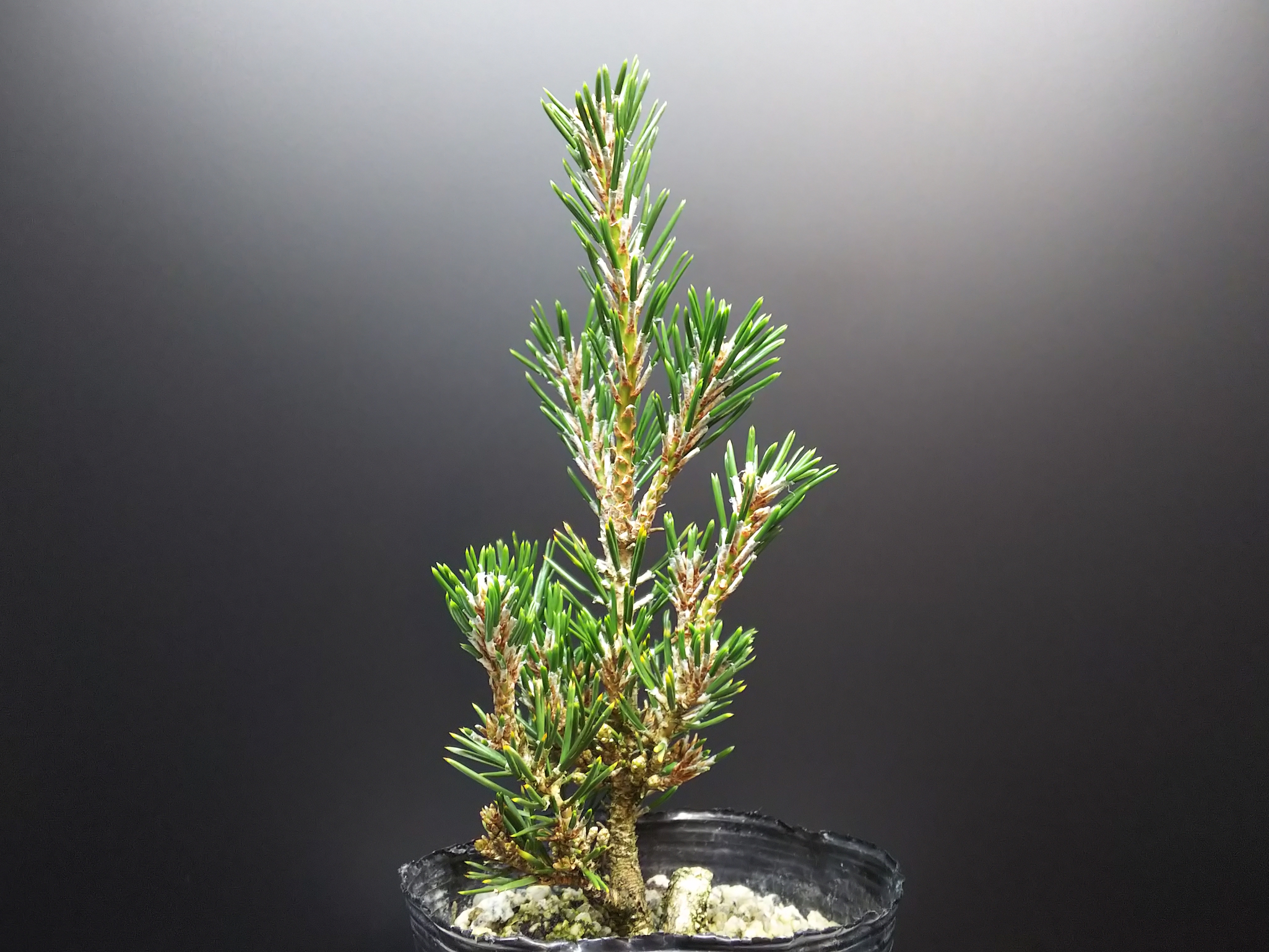 千寿姫の芽切りとか色々 : Bon Bonsai