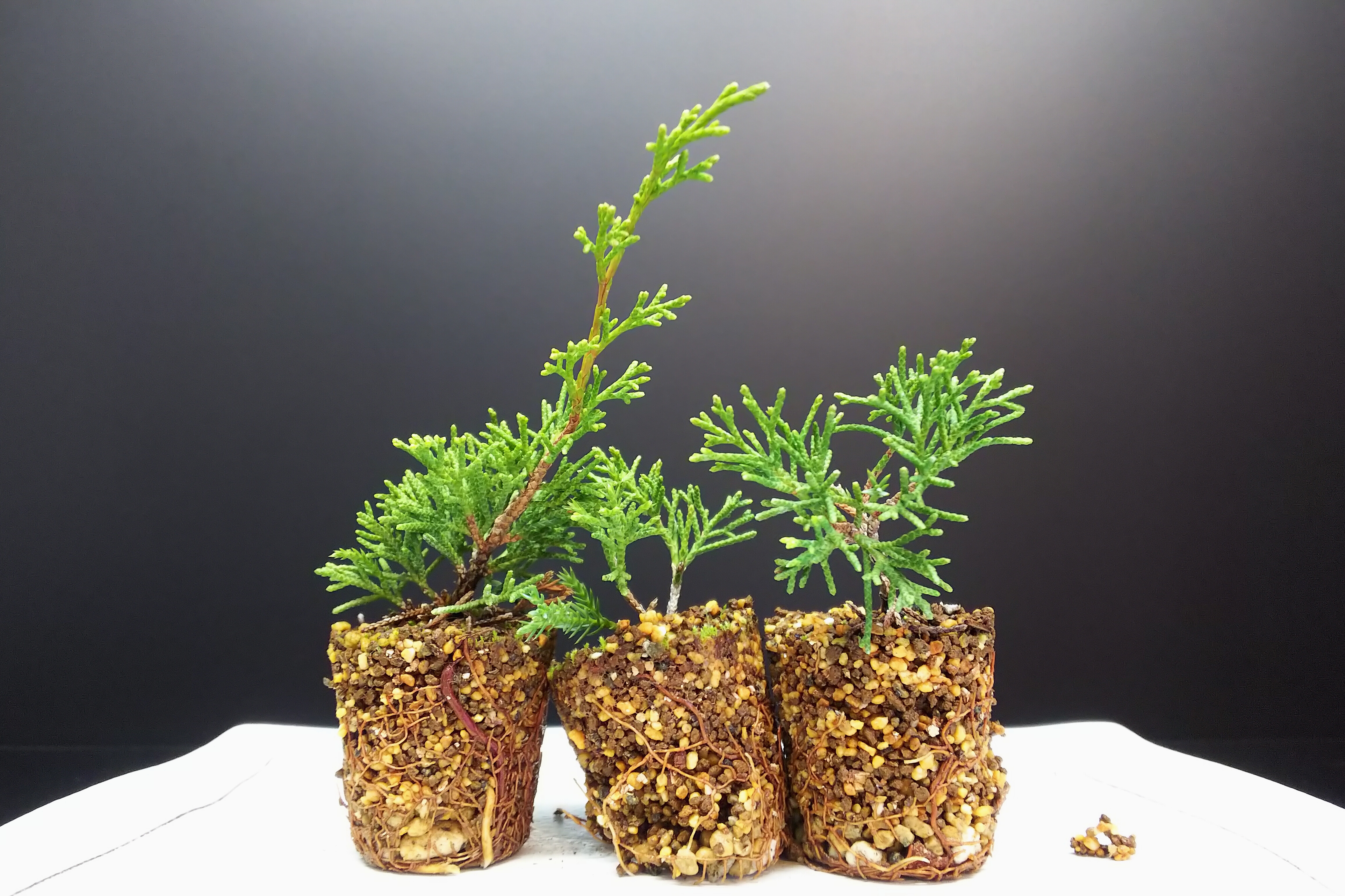 ➀糸魚川真柏　苗木　挿し木　9本　20cm前後 ④糸魚川真柏 苗木 挿し木 9本 20cm前後 楽天市場】苗：糸魚川真柏(