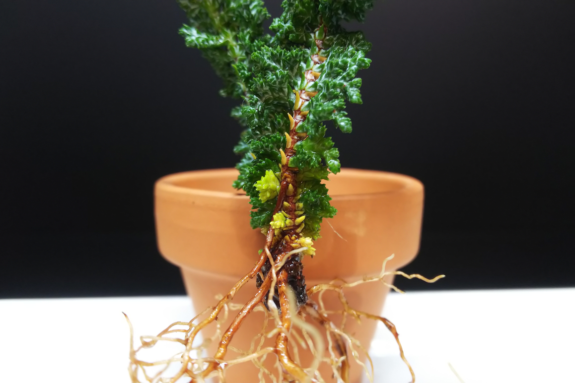 石化ひのき挿し木鉢上げ : Bon Bonsai