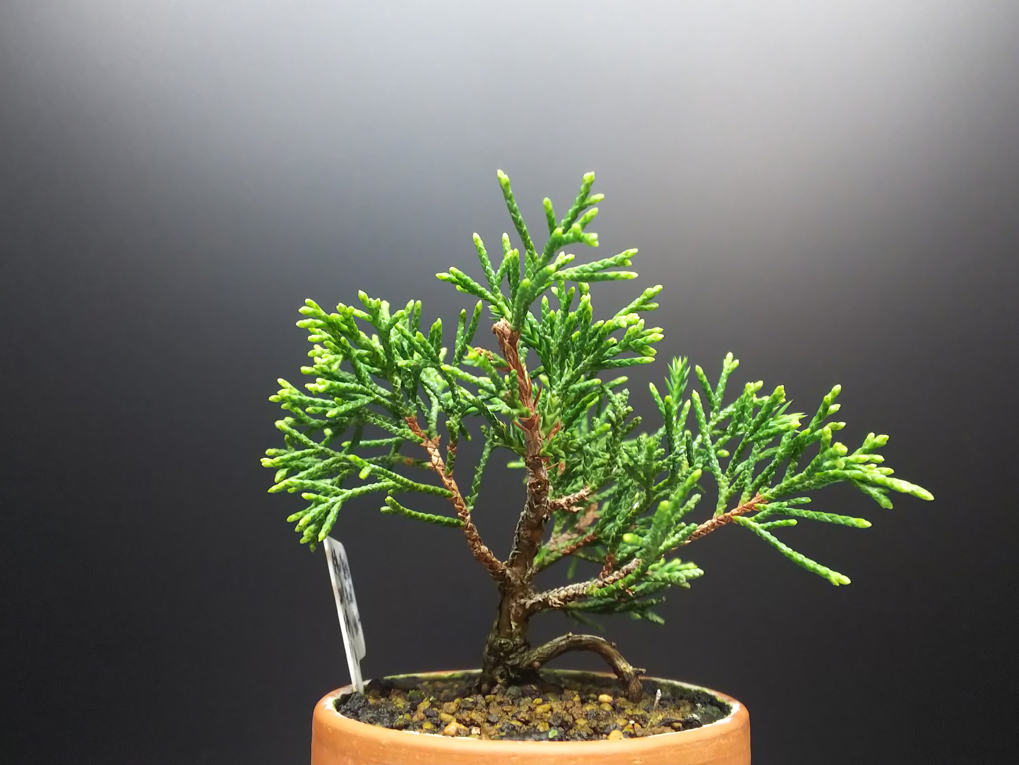 真柏の挿し木苗、太らせつつ下枝の枝枯れを防ぐ : Bon Bonsai