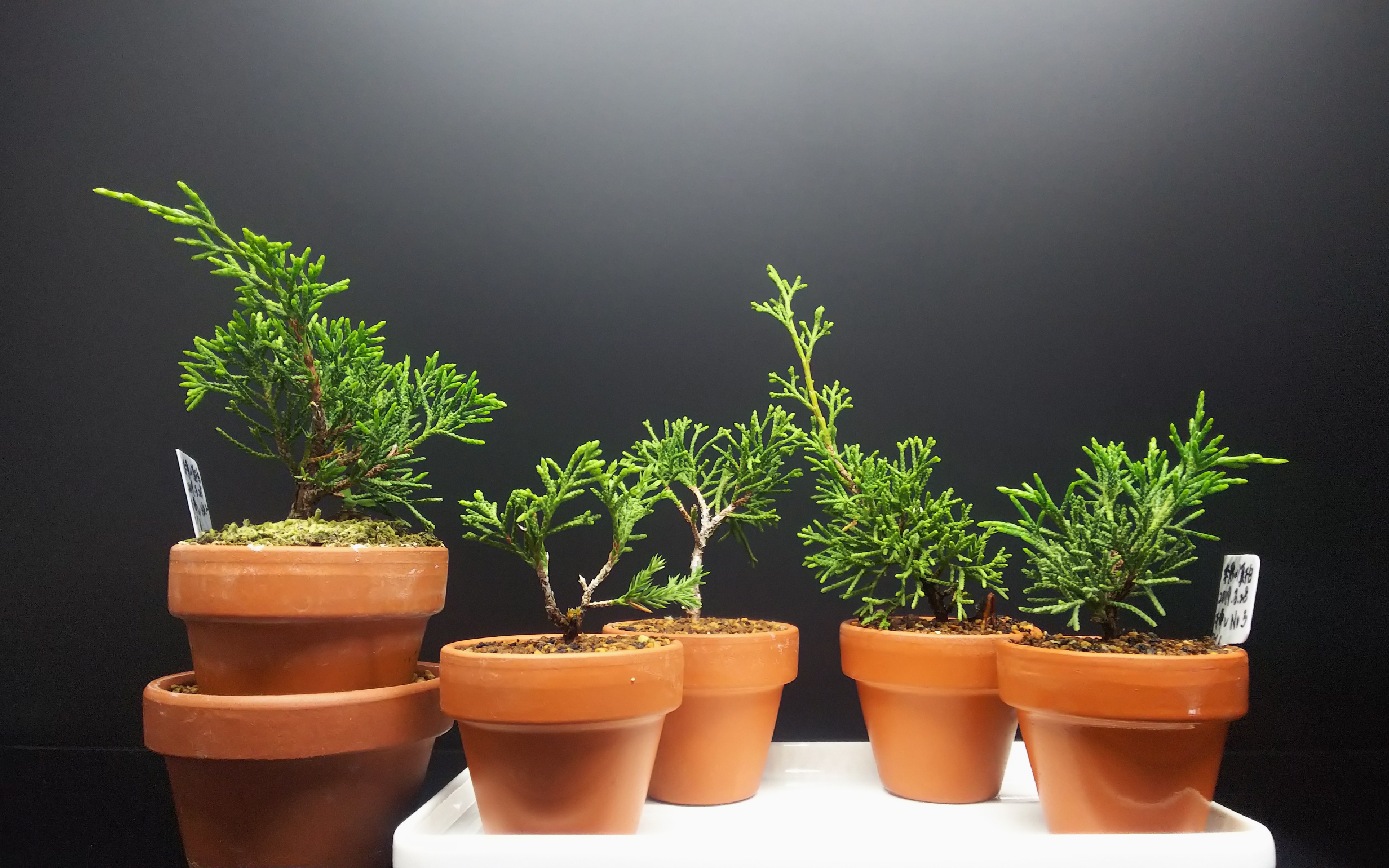 糸魚川真柏の葉透かし : Bon Bonsai