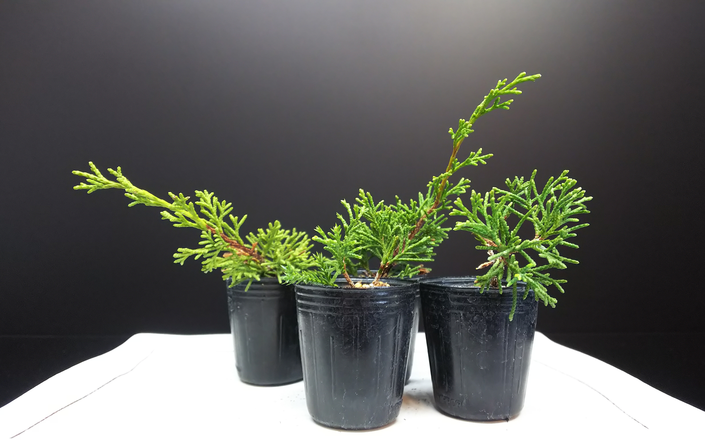 糸魚川真柏の挿し木鉢上げと続く水切れ対策 Bon Bonsai 糸魚川真柏の挿し木鉢上げと続く水切れ対策 Bon Bonsai