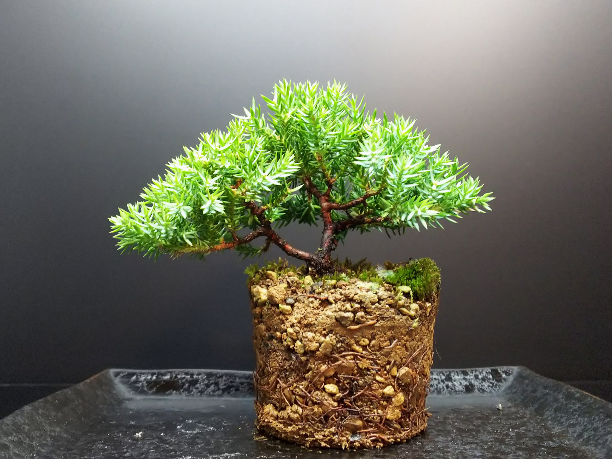あの姫ソナレを植え替えてブロック分けに挑む : Bon Bonsai