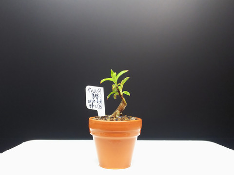 2020032912サルスベリ夏祭り挿し木剪定2